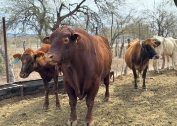 Ocupa Sonora segundo lugar nacional en producción de carne de cerdo