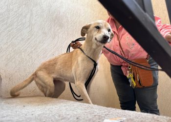 “Hícara” es rescatada de probable maltrato o crueldad animal en Hermosillo