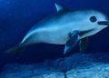 Gobierno anuncia que realizará un nuevo conteo de vaquita marina