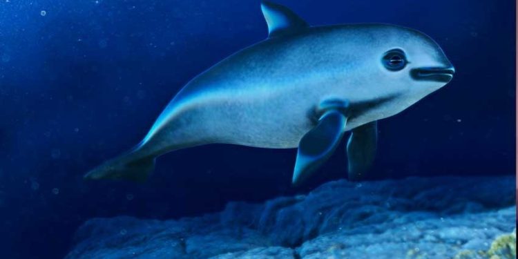 Gobierno anuncia que realizará un nuevo conteo de vaquita marina