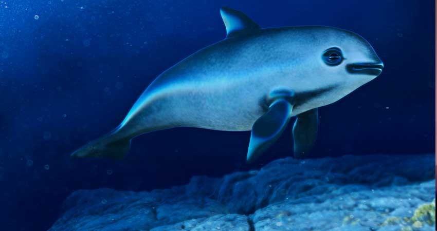 Gobierno anuncia que realizará un nuevo conteo de vaquita marina