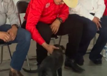 Ramón Flores trabajará en combatir el maltrato animal