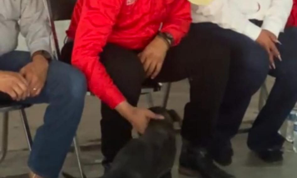 Ramón Flores trabajará en combatir el maltrato animal