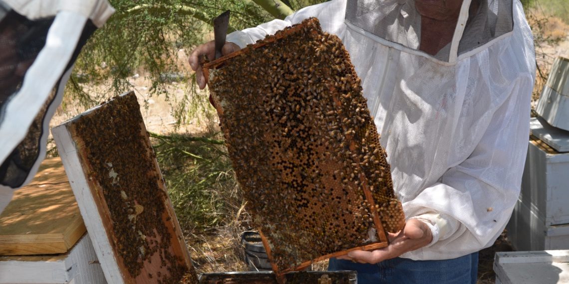 Centro de reproducción apícola busca tener abeja calidad Sonora