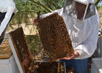 Centro de reproducción apícola busca tener abeja calidad Sonora
