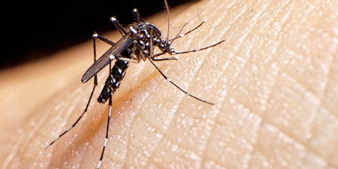 En México, 13 mil casos de dengue; 5 veces más que en 2023