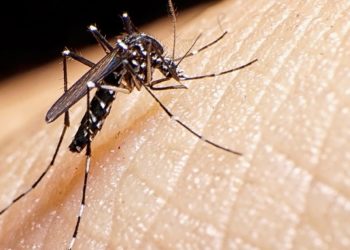 En México, 13 mil casos de dengue; 5 veces más que en 2023