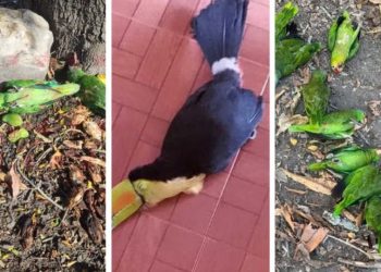 Aves caen muertas por calor extremo en la Huasteca Potosina