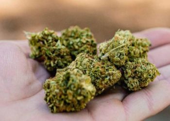 EU reclasifica la mariguana como droga menos peligrosa