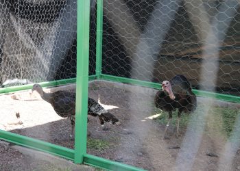 Alberga aviario de Unisierra a especie de gran importancia cinegética