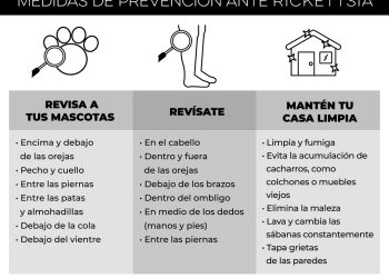 Insta Salud Sonora a prevenir la rickettsia manteniendo los hogares limpios