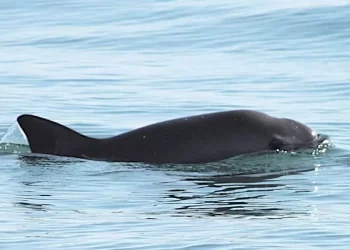 Se mantiene estable población de vaquita marina