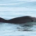 Se mantiene estable población de vaquita marina