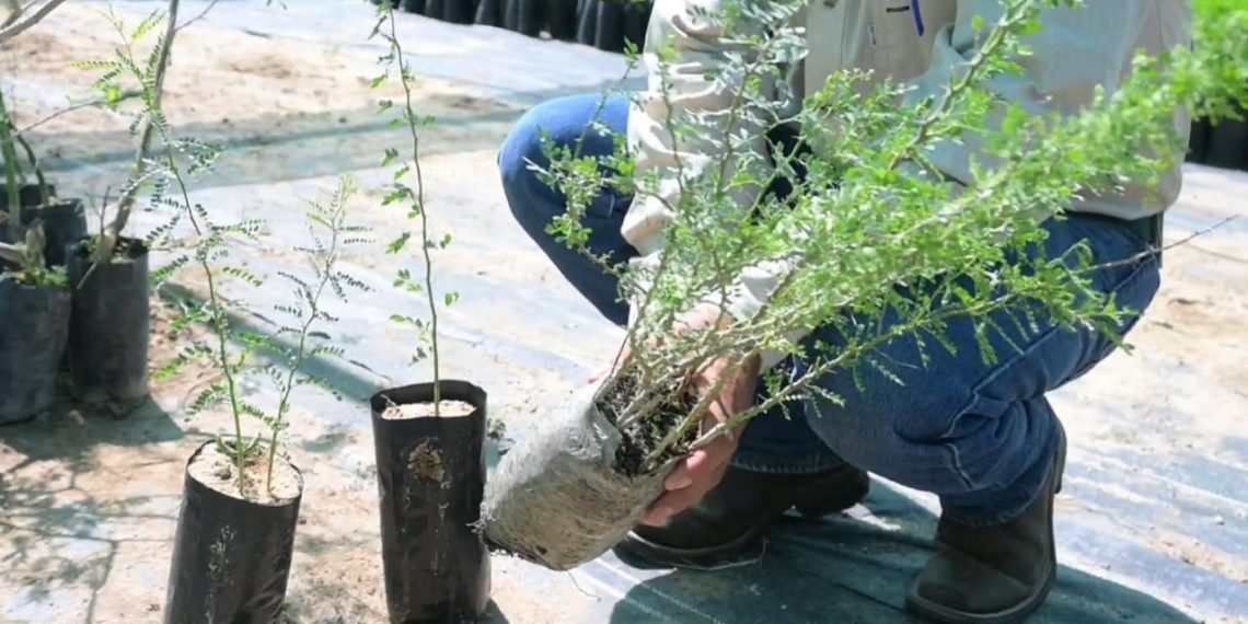 El proceso de reforestación de La Sauceda iniciará con la siembra de más de 13 mil especies