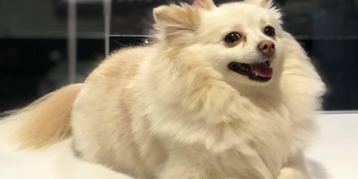 Investiga FGJES posible negligencia en la muerte de la canina “Channel” en Hermosillo