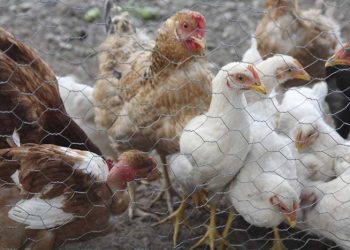OMS anuncia primera muerte por gripe aviar H5N2 en México