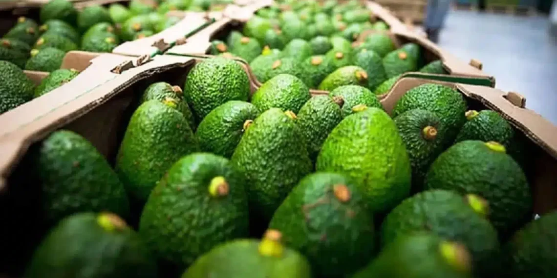 Liga AMLO freno a aguacate a enrarecimiento electoral en EU