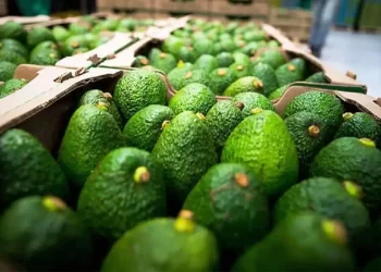 Liga AMLO freno a aguacate a enrarecimiento electoral en EU