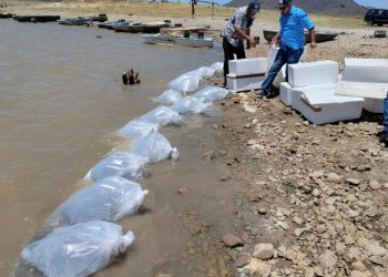 Incentiva el IAES desarrollo económico con repoblamiento de tilapia en “El Molinito”