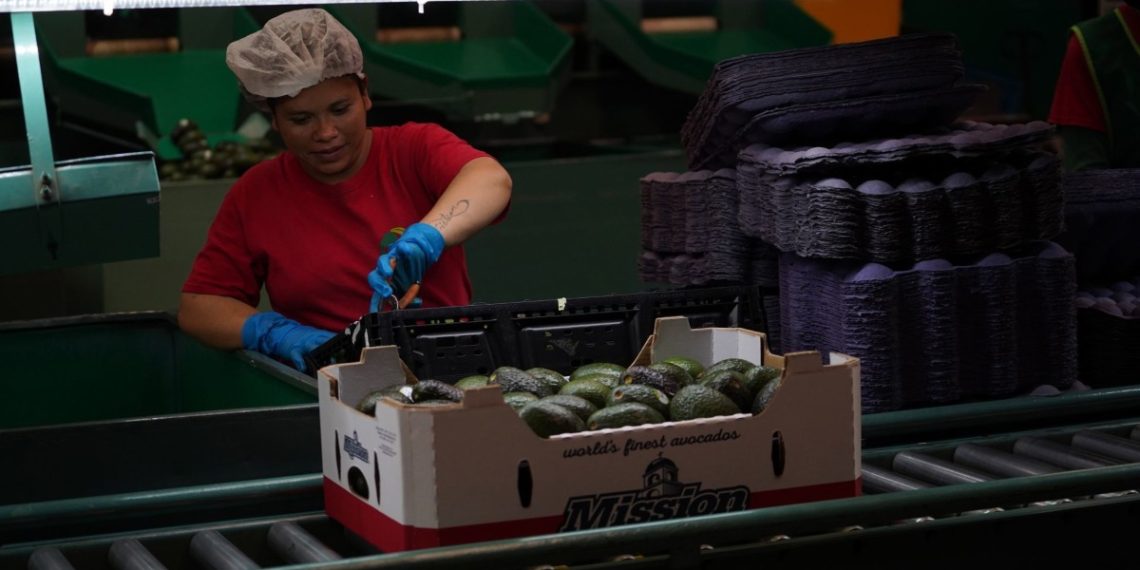 EU reinicia inspecciones a aguacate y mango: Ken Salazar