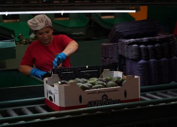 EU reinicia inspecciones a aguacate y mango: Ken Salazar