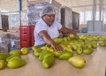 Importación de mango de Michoacán a EU también fue suspendida por agresión a inspectores