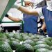 Se acelera exportación y producción de aguacate
