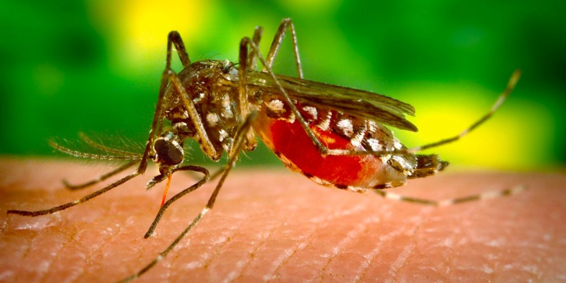 Casos de dengue se disparan en México 388.7% en un año