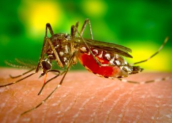 Casos de dengue se disparan en México 388.7% en un año