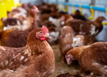 Descarta Ssa riesgo de contagio por influenza aviar A (H5N2)