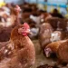 Descarta Ssa riesgo de contagio por influenza aviar A (H5N2)