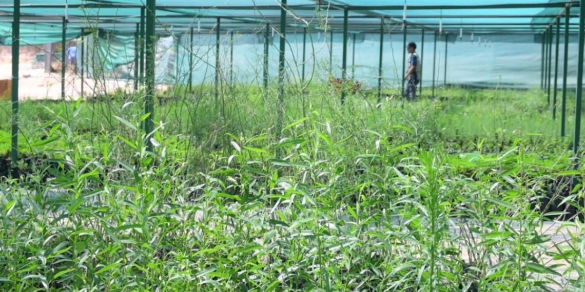 El proceso de reforestación de La Sauceda iniciará con la siembra de más de 13 mil especies