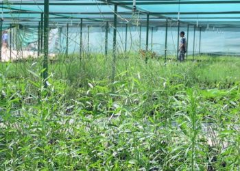 El proceso de reforestación de La Sauceda iniciará con la siembra de más de 13 mil especies