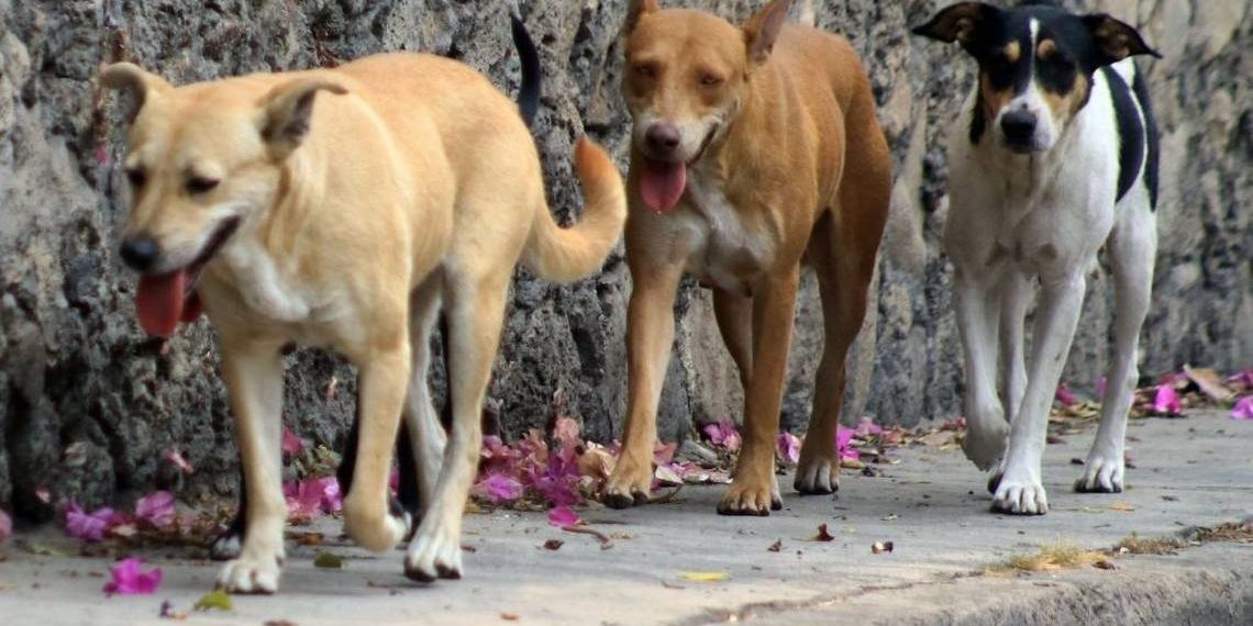 Deambulan 300 mil perros callejeros en Hermosillo; Advierten autoridades