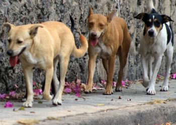 Deambulan 300 mil perros callejeros en Hermosillo; Advierten autoridades