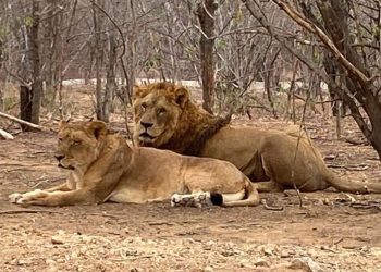 Se cumplen dos años del rescate de los felinos de Black Jaguar