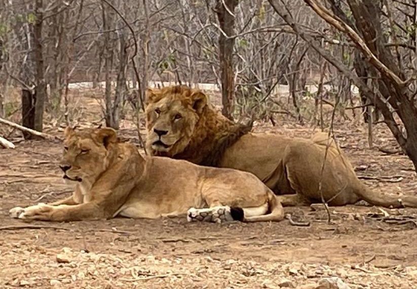 Se cumplen dos años del rescate de los felinos de Black Jaguar