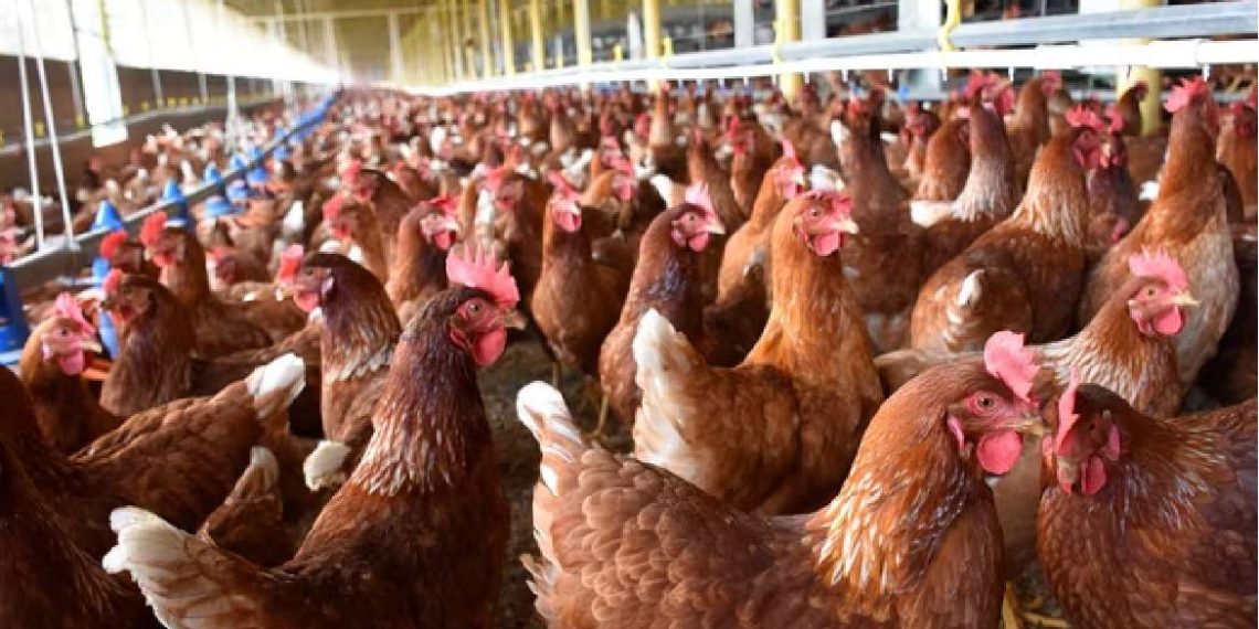 México concluye emergencia sanitaria por gripe aviar tras 8 semanas sin el virus