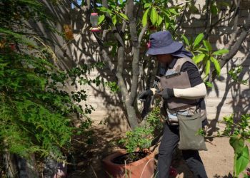 Llama Salud Sonora a eliminar criaderos de mosquitos y prevenir el dengue