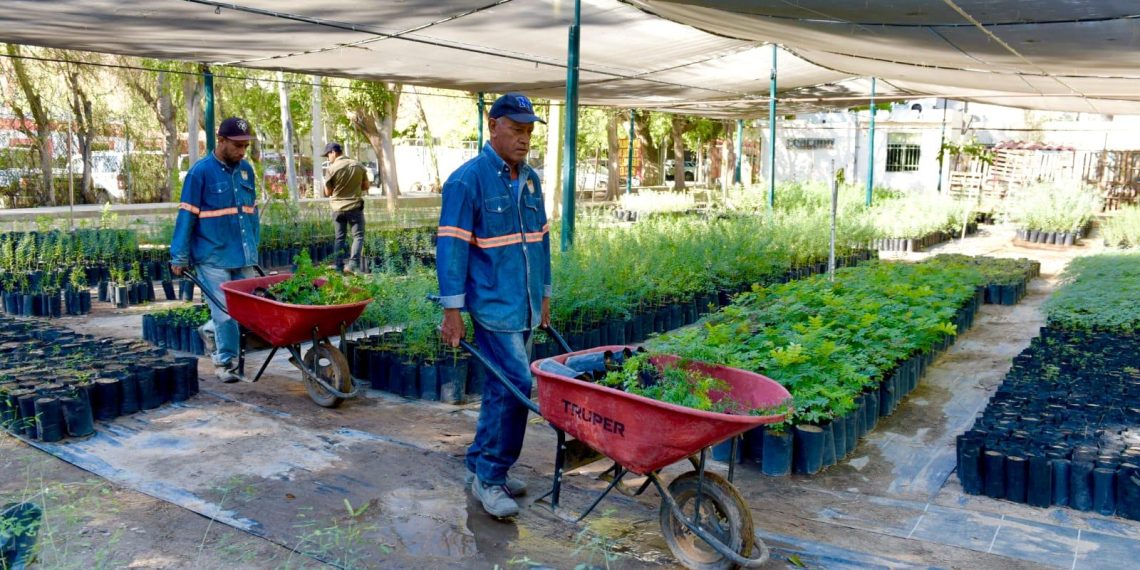 Reinicia Gobierno de Hermosillo el programa “Yo Planto Nativo”