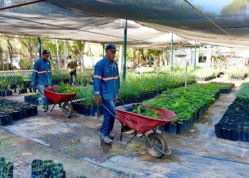 Reinicia Gobierno de Hermosillo el programa “Yo Planto Nativo”