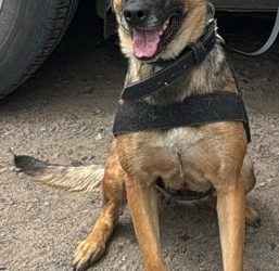 Binomios K-9 de la Policía Estatal incautan narcótico en Hermosillo