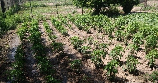 Promueve el Gobierno de Sonora la creación de huertos familiares