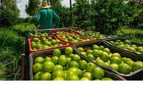 Paran limoneros por extorsiones