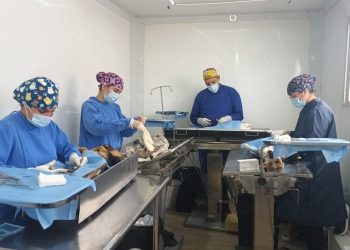 Acerca Gobierno de Sonora servicios gratuitos para población animal 