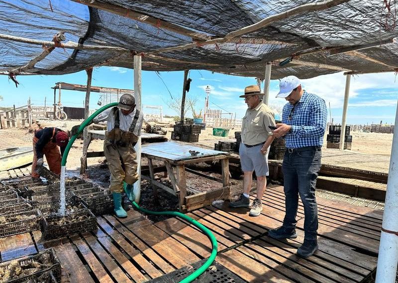 Logra el Instituto de Acuacultura del Estado acreditación Nodess para impulsar la ostricultura