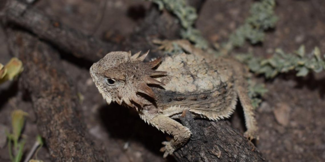 Realiza estudiante de la Unisierra trabajo de investigación sobre el camaleón sonorense 