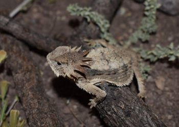 Realiza estudiante de la Unisierra trabajo de investigación sobre el camaleón sonorense 