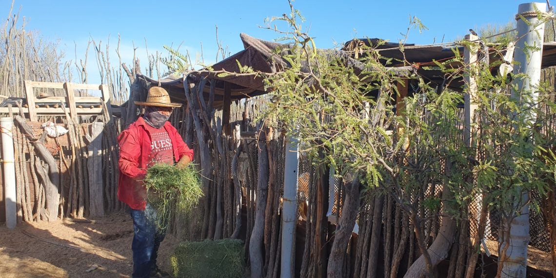 Gobierno de Sonora apoya a productores Comca’ac en proyectos de infraestructura y ganado