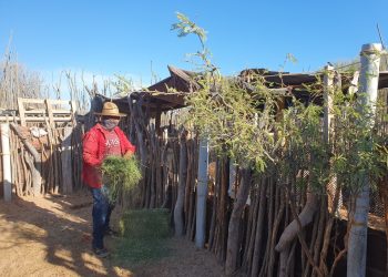 Gobierno de Sonora apoya a productores Comca’ac en proyectos de infraestructura y ganado